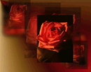 Hallo mein Schatz,...diese Rose ist für Deine Liebe zu mir!