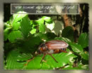 Hier kommt ein Krabbel-Käfer-Gruß zum 1. Mai